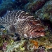 grouper_tiger_bbwd_lc_h_0028_cay2881.jpg